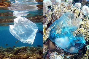 ô nhiễm môi trường biển từ túi nilon và rác thải