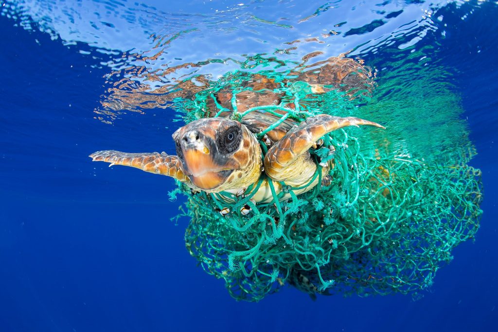 ô nhiễm môi trường biển từ túi nilon và rác thải