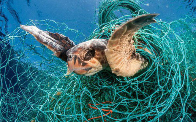 Chú rùa đáng thương mắc vào lưới ngư dân vứt xuống biển
