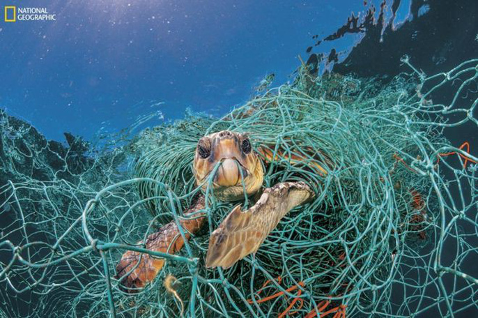 Chú rùa đáng thương mắc vào lưới ngư dân vứt xuống biển
