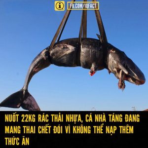Sự Phân Hủy Các Chất Thải Trong Các Bãi Chôn Lấp: Câu Chuyện Về Thời Gian Và Vật Liệu