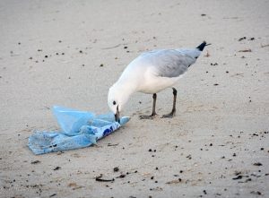 Ô nhiễm nhựa trên động vật